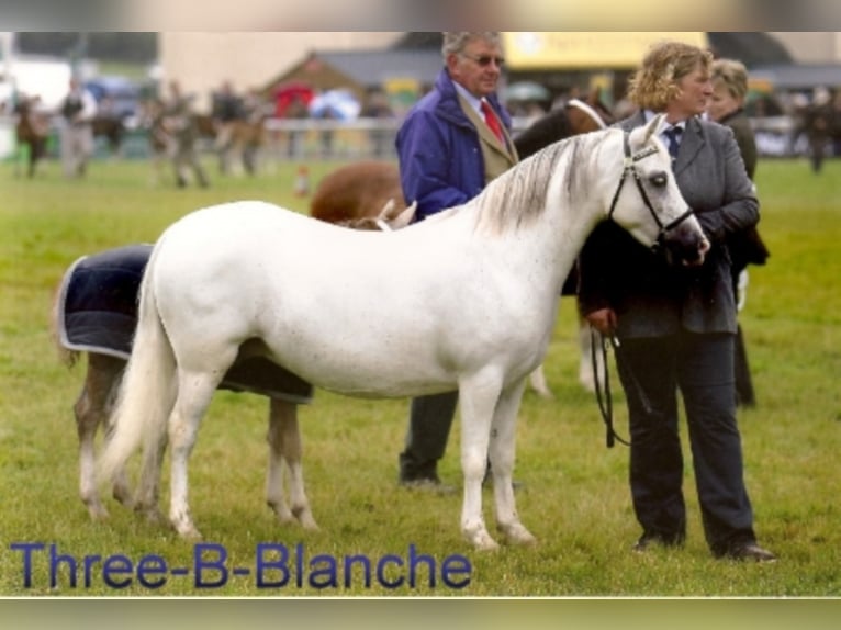 THREE-B-NORMAN Welsh A (Mountain Pony) Stallion in Meerbusch