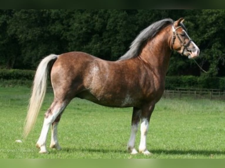 THREE-B-NORMAN Welsh A (Mountain Pony) Stallion in Meerbusch