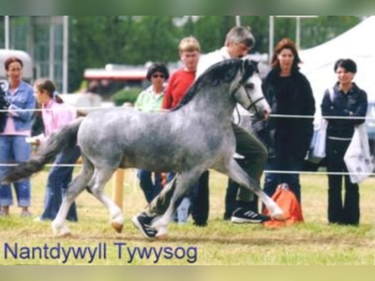 THREE-B-NORMAN Welsh-A Stallone Sauro in Meerbusch