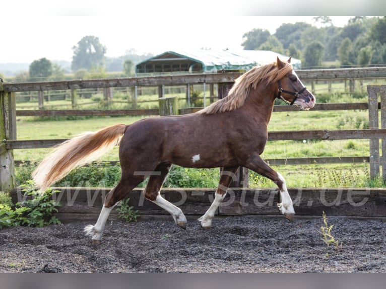 THREE-STARS CELTIC-ROMEO Welsh-B Hengst in Meerbusch