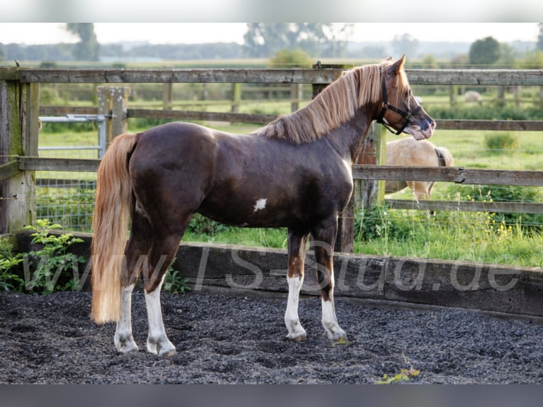 THREE-STARS CELTIC-ROMEO Welsh-B Hengst in Meerbusch