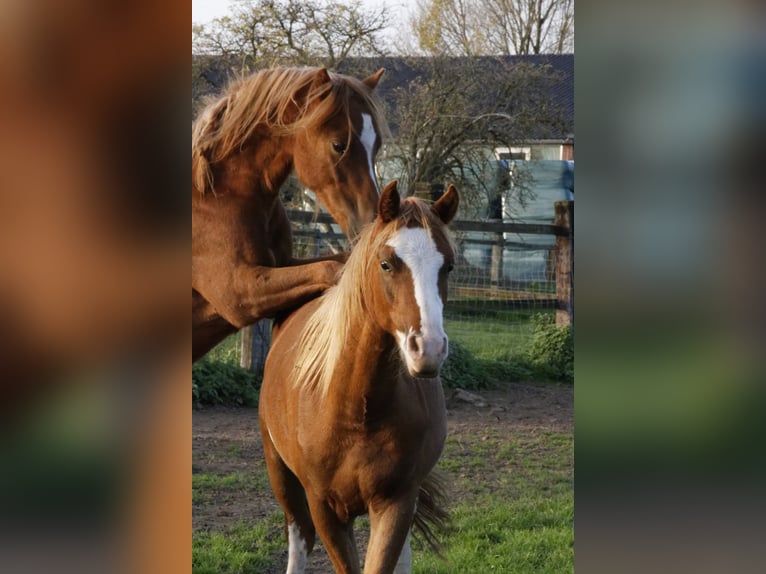 THREE-STARS CELTIC-ROMEO Welsh-B Hengst in Meerbusch