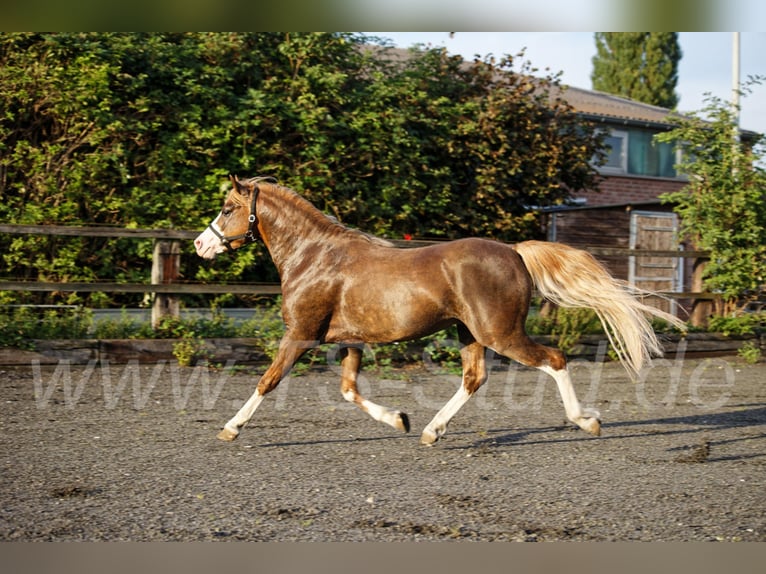 THREE-STARS CELTIC-ROMEO Welsh-B Hengst in Meerbusch