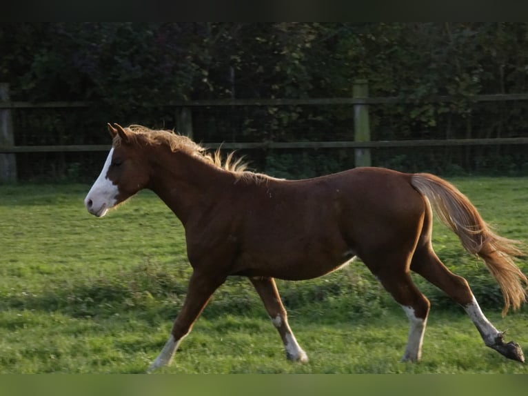 THREE-STARS CELTIC-ROMEO Welsh-B Hengst in Meerbusch