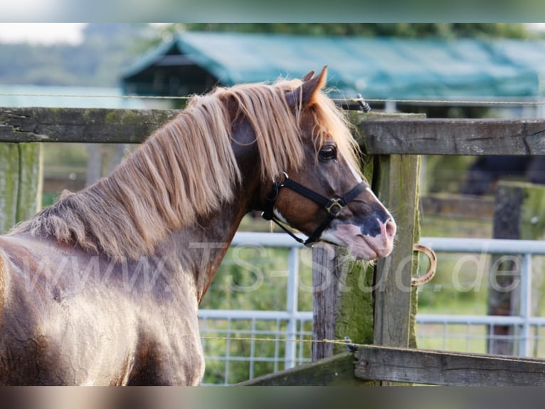 THREE-STARS CELTIC-ROMEO Welsh-B Hengst in Meerbusch