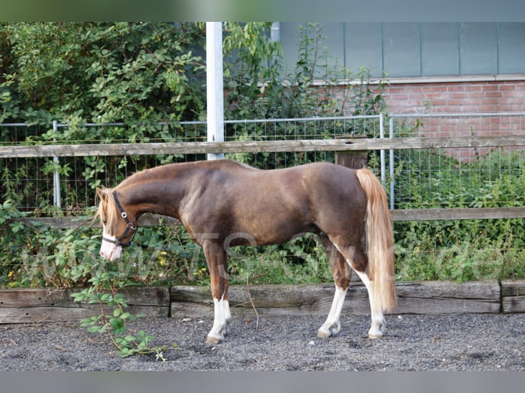 THREE-STARS CELTIC-ROMEO Welsh-B Hengst in Meerbusch