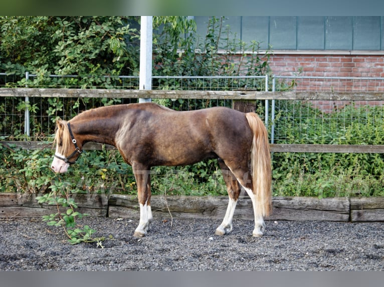 THREE-STARS CELTIC-ROMEO Welsh-B Hengst in Meerbusch