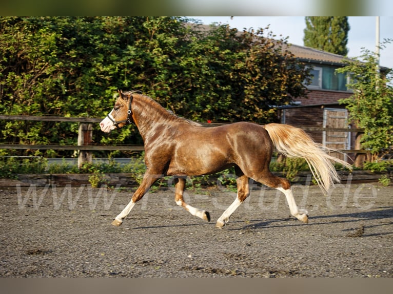 THREE-STARS CELTIC-ROMEO Welsh B Stallion Chestnut-Red in Meerbusch