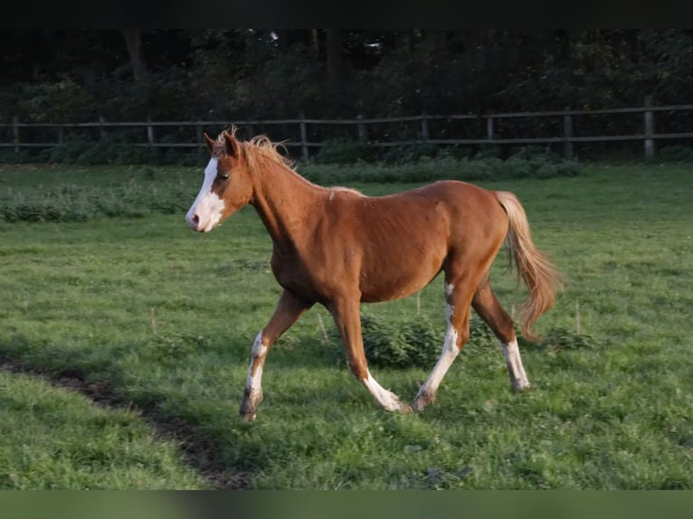 THREE-STARS CELTIC-ROMEO Welsh B Stallion Chestnut-Red in Meerbusch
