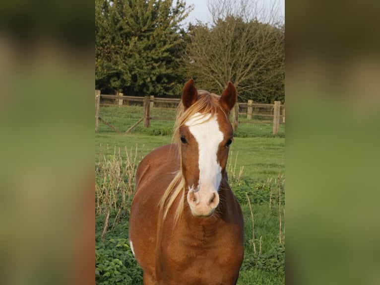 THREE-STARS CELTIC-ROMEO Welsh-B Stallone in Meerbusch