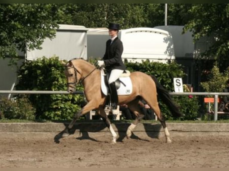 Three-Stars Champion Indeed Duitse rijpony Hengst Falbe in Meerbusch