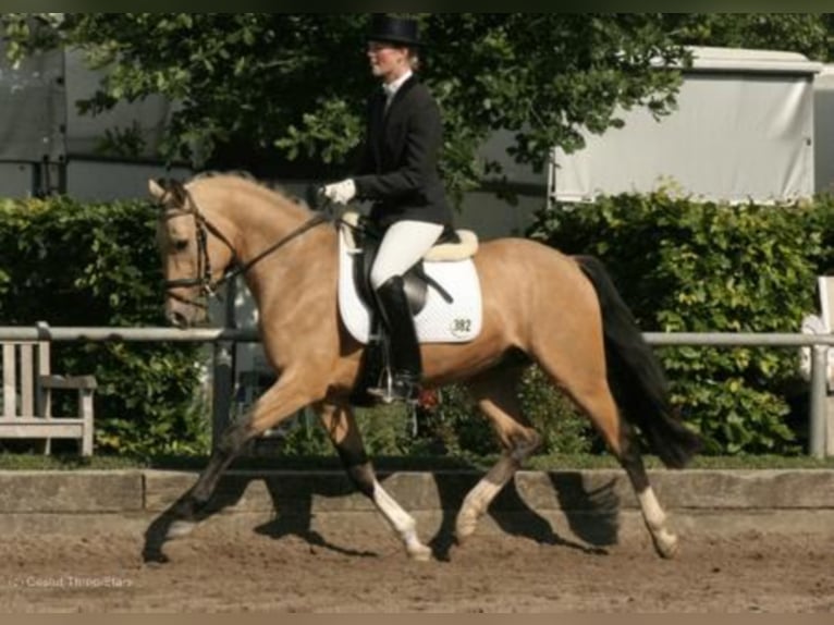 Three-Stars Champion Indeed German Riding Pony Stallion Dun in Meerbusch