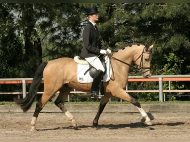 Three-Stars Champion Indeed Pony tedesco Stallone Falbo in Meerbusch