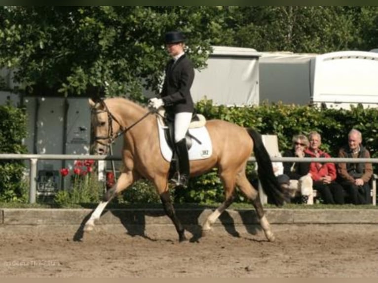 Three-Stars Champion Indeed Pony tedesco Stallone Falbo in Meerbusch