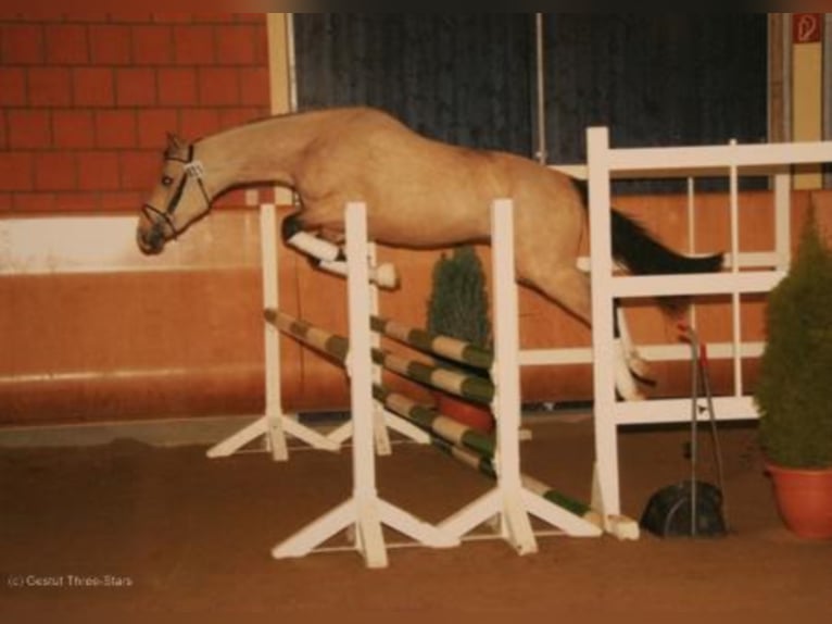 Three-Stars Champion Indeed Pony tedesco Stallone Falbo in Meerbusch