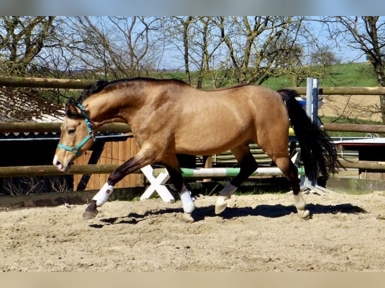 Three-Stars Champion Indeed Pony tedesco Stallone Falbo in Meerbusch