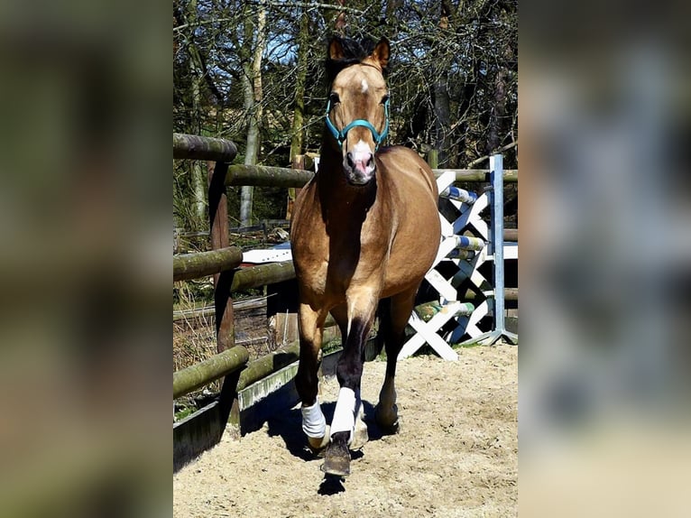 Three-Stars Champion Indeed Pony tedesco Stallone Falbo in Meerbusch