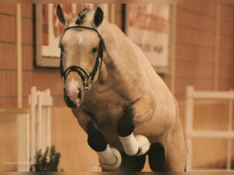 Three-Stars Champion Indeed Pony tedesco Stallone Falbo in Meerbusch