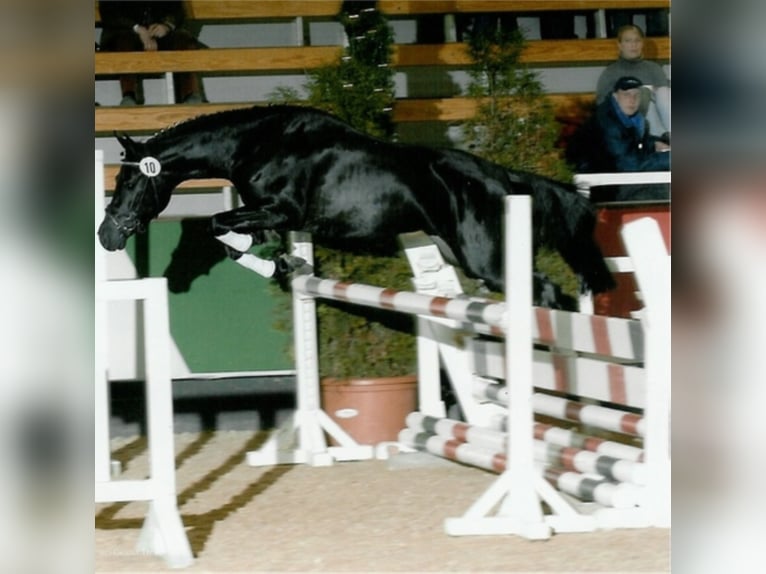 Three-Stars Dumbledore Deutsches Reitpony Hengst Rappe in Meerbusch