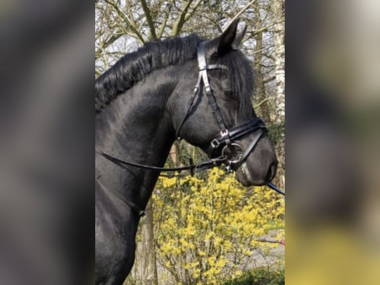 Three-Stars Dumbledore Deutsches Reitpony Hengst Rappe in Meerbusch