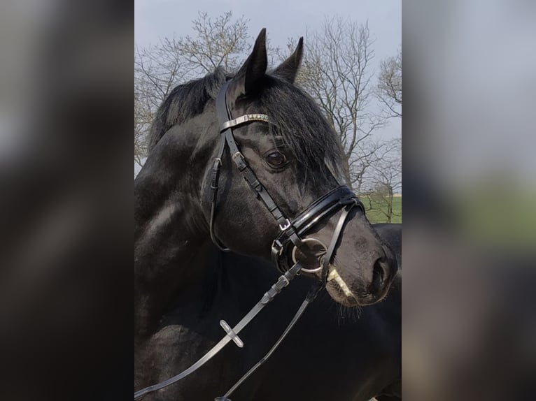 Three-Stars Dumbledore Deutsches Reitpony Hengst Rappe in Meerbusch