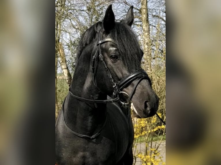Three-Stars Dumbledore Deutsches Reitpony Hengst Rappe in Meerbusch