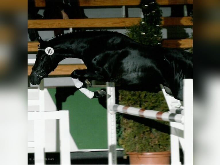 Three-Stars Dumbledore Deutsches Reitpony Hengst Rappe in Meerbusch