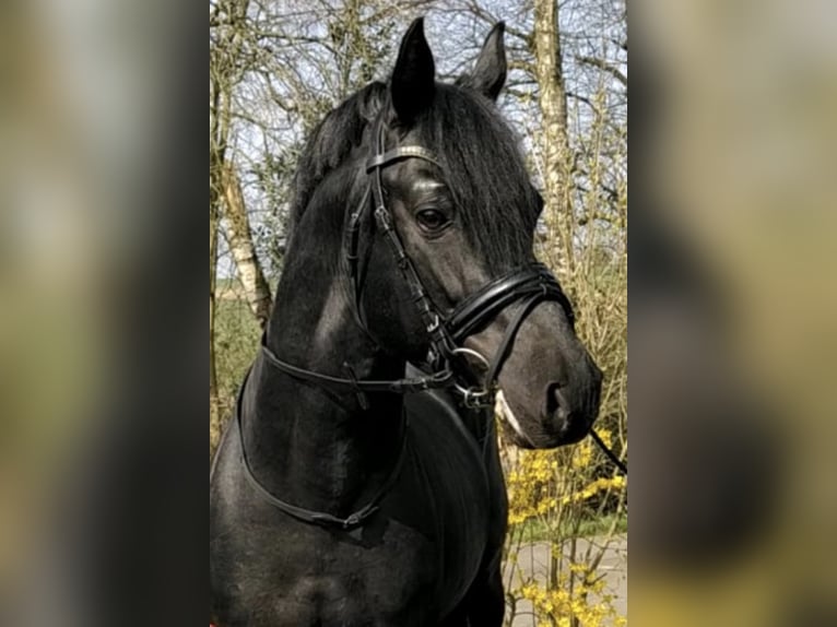 Three-Stars Dumbledore German Riding Pony Stallion Black in Meerbusch