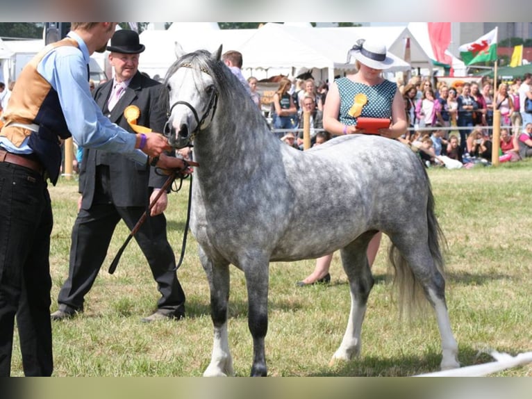 THREE-STARS LORD BOUNCER Welsh A (Mountain Pony) Stallion Gray in Meerbusch