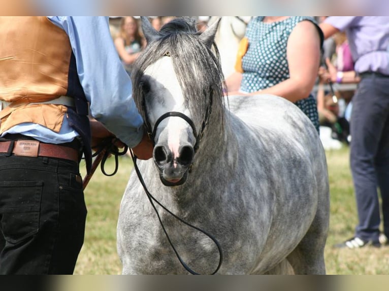 THREE-STARS LORD BOUNCER Welsh-A Hengst in Meerbusch