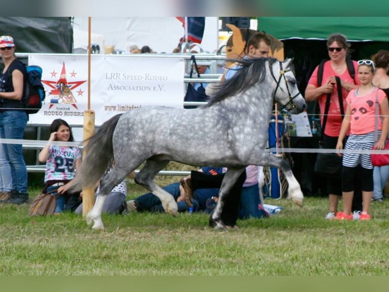 THREE-STARS LORD BOUNCER Welsh A (Mountain Pony) Stallion Grey in Meerbusch