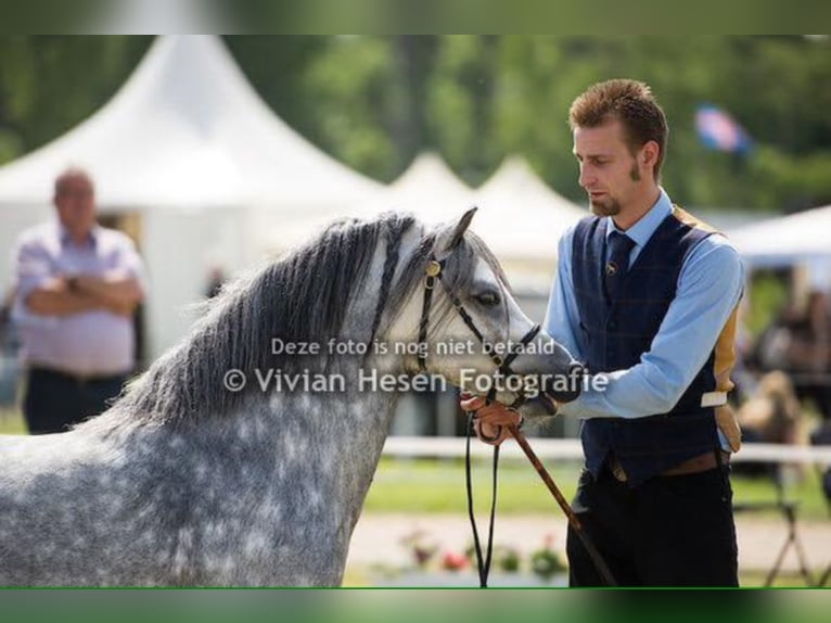 THREE-STARS LORD BOUNCER Welsh A (Mountain Pony) Stallion Grey in Meerbusch