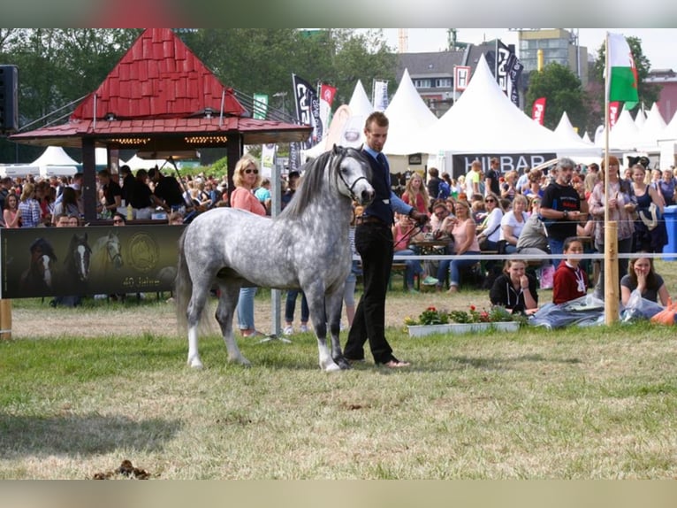 THREE-STARS LORD BOUNCER Welsh A (Mountain Pony) Stallion Grey in Meerbusch