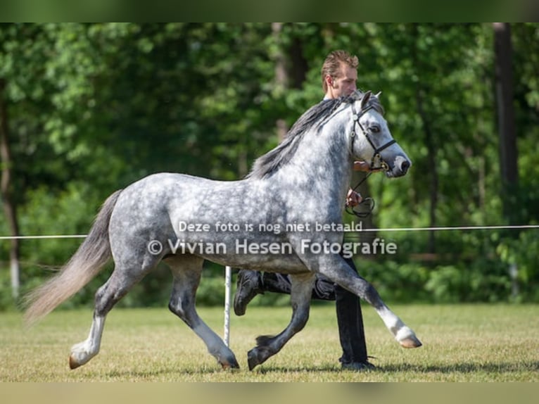 THREE-STARS LORD BOUNCER Welsh A (Mountain Pony) Stallion Grey in Meerbusch