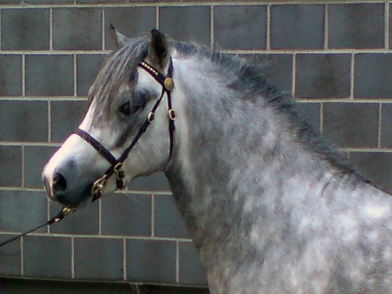 THREE-STARS LORD BOUNCER Welsh A (Mountain Pony) Stallion Grey in Meerbusch