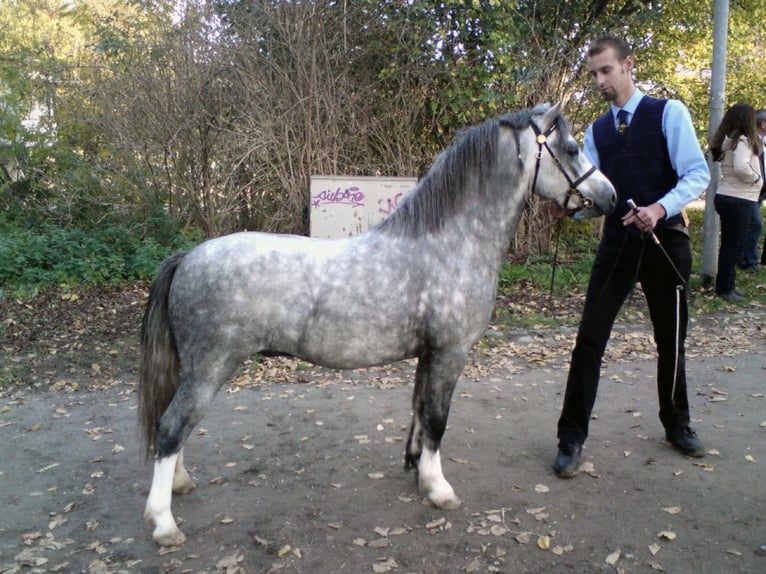 THREE-STARS LORD BOUNCER Welsh A (Mountain Pony) Stallion Grey in Meerbusch