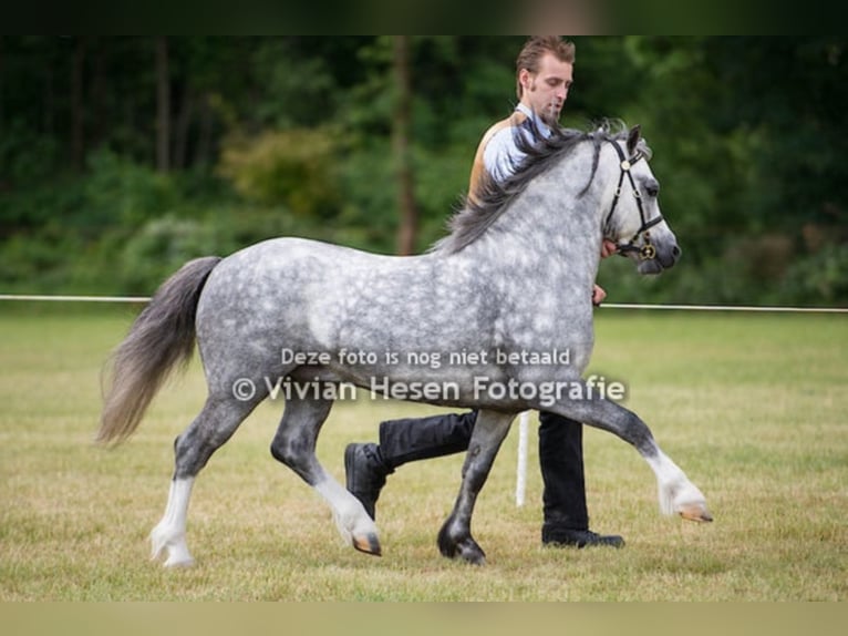 THREE-STARS LORD BOUNCER Welsh A (Mountain Pony) Stallion Grey in Meerbusch