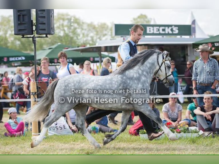 THREE-STARS LORD BOUNCER Welsh A (Mountain Pony) Stallion Grey in Meerbusch