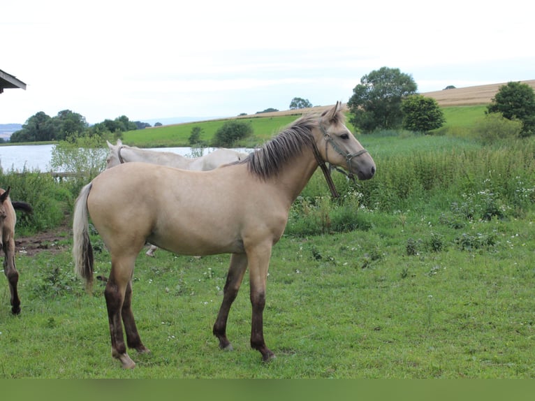 Thüringer Warmbloed Hengst 1 Jaar Falbe in Neustadt an der Orla