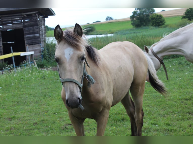 Thüringer Warmbloed Hengst 1 Jaar Falbe in Neustadt an der Orla