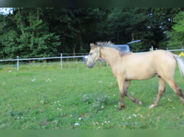 Thüringer Warmbloed Hengst 1 Jaar Falbe in Neustadt an der Orla