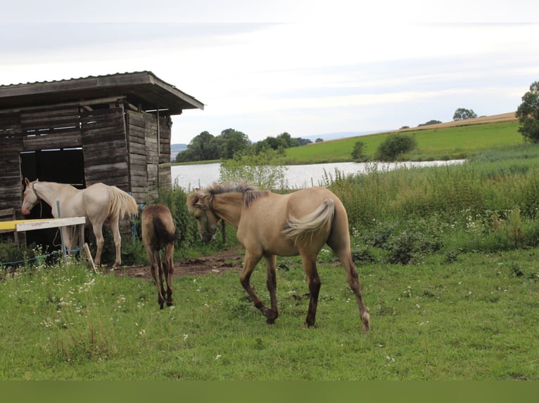 Thüringer Warmbloed Hengst 1 Jaar Falbe in Neustadt an der Orla