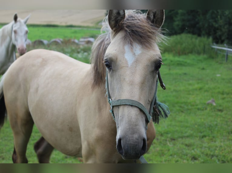 Thüringer Warmbloed Hengst 1 Jaar Falbe in Neustadt an der Orla