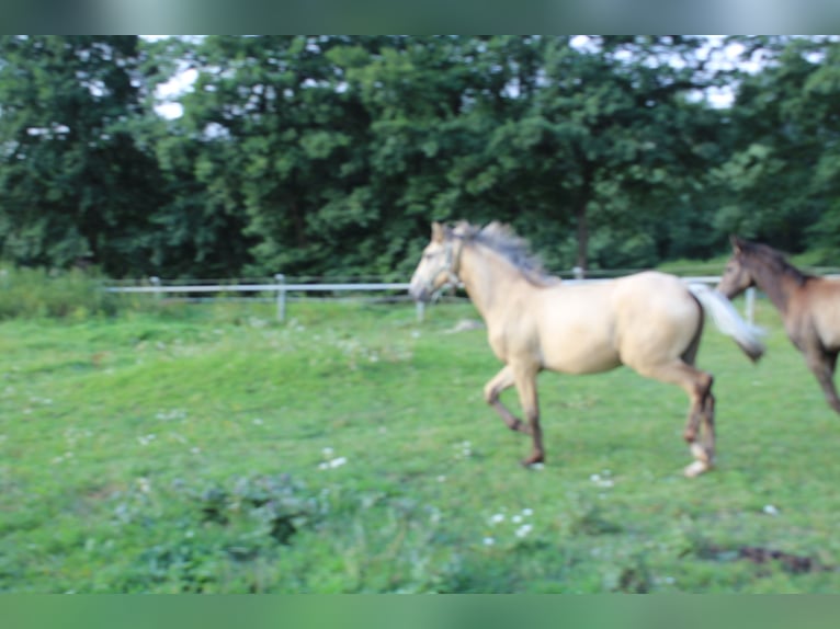 Thüringer Warmbloed Hengst 1 Jaar Falbe in Neustadt an der Orla