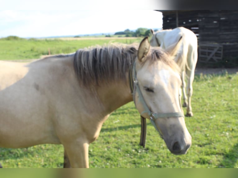 Thüringer Warmbloed Hengst 1 Jaar Falbe in Neustadt an der Orla