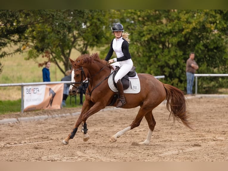 Thüringer Warmbloed Merrie 5 Jaar 166 cm Vos in Ilmenau