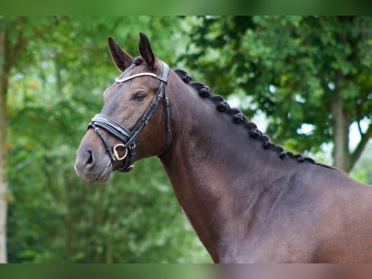 Thüringer Warmbloed Merrie 6 Jaar 168 cm Donkerbruin in Wijhe