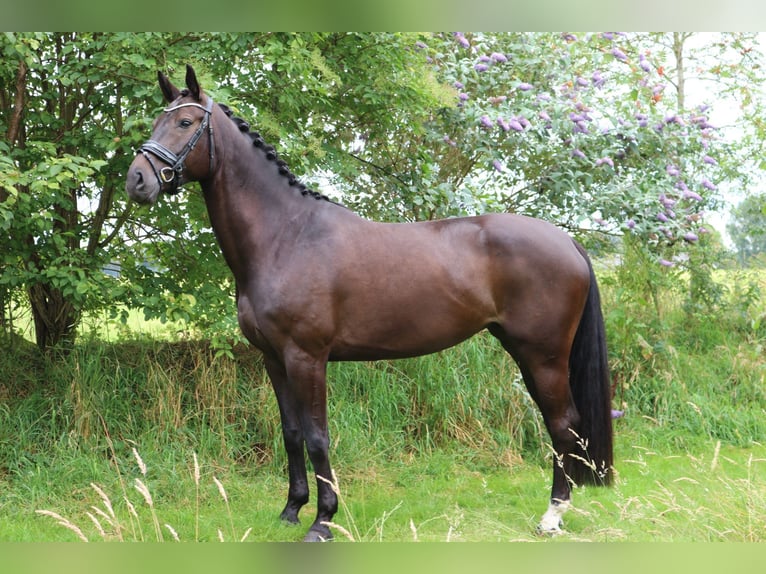 Thüringer Warmbloed Merrie 6 Jaar 168 cm Donkerbruin in Wijhe