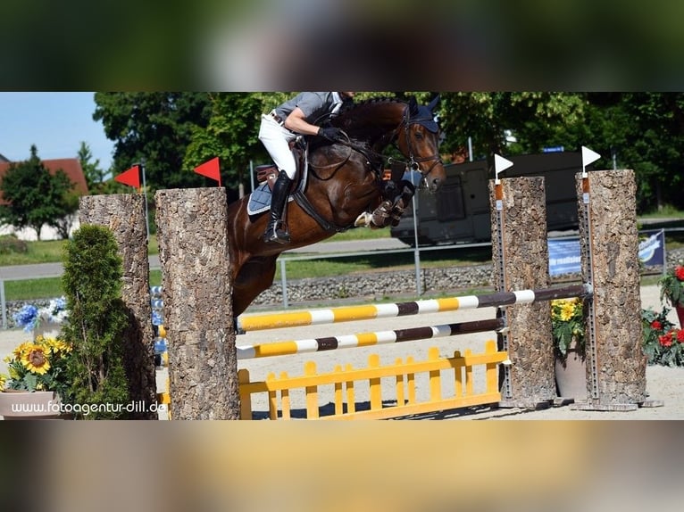 Thüringer Warmbloed Ruin 10 Jaar 163 cm Bruin in Moorenweis