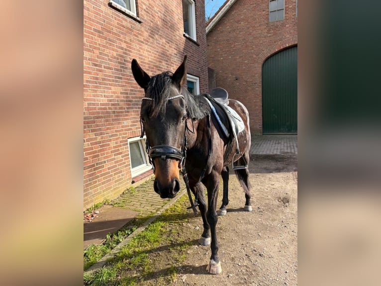Thüringer Warmbloed Ruin 5 Jaar 165 cm Roan-Bay in Fijnaart